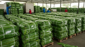bumi bintang banana leaf (4)
