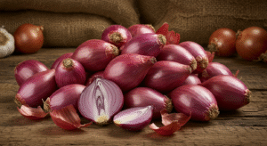 Onion onion bintangbumi (10)