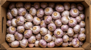 Onion onion bintangbumi (14)