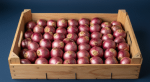 Onion onion bintangbumi (8)