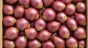 Onion onion bintangbumi (9)
